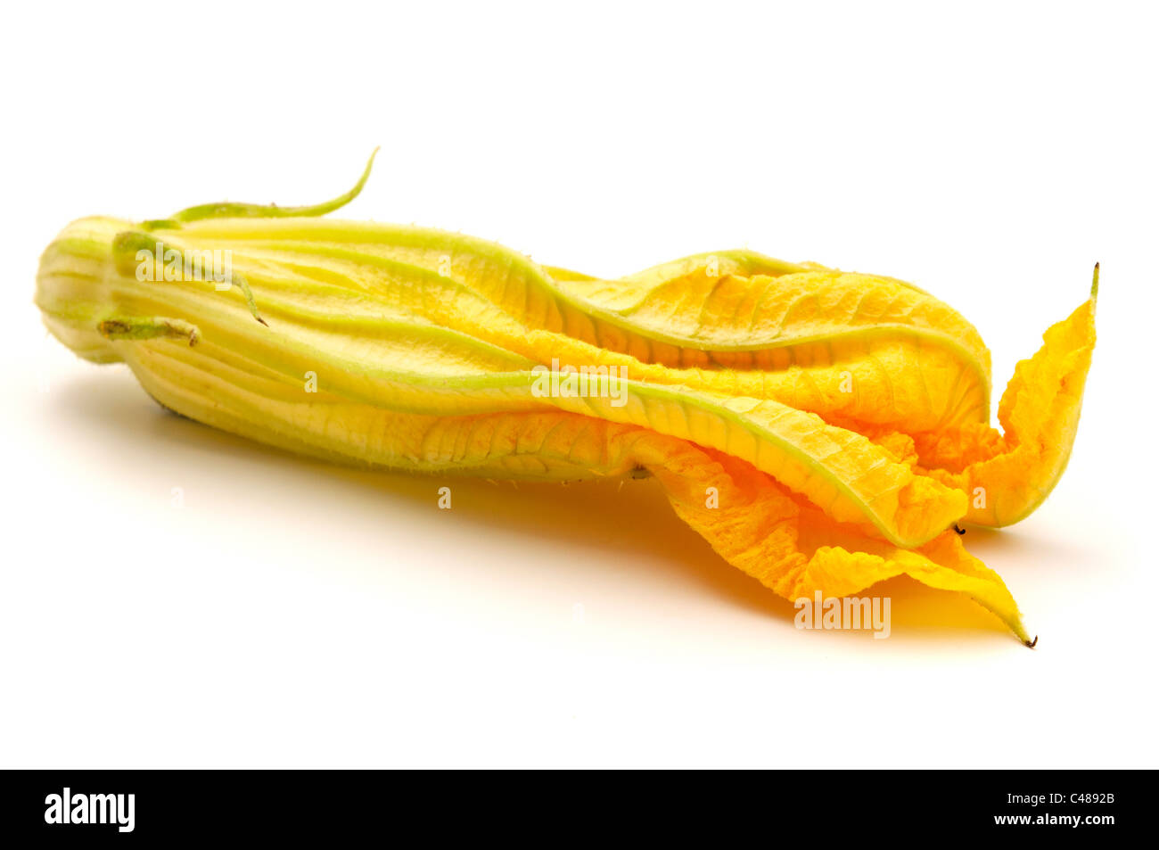 Fleur de courgette jaune sur fond blanc Banque D'Images