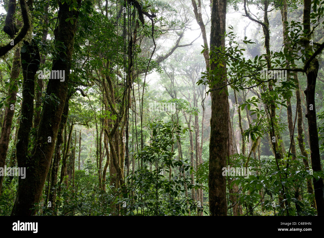 Préserver la forêt nuageuse de Monteverde. Costa Rica Banque D'Images