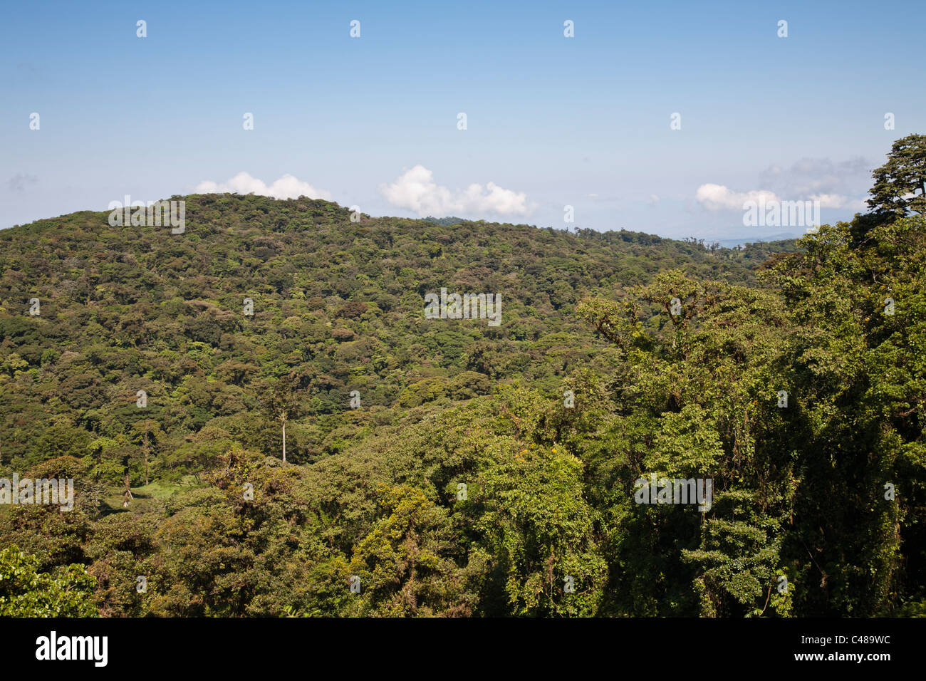 Préserver la forêt nuageuse de Monteverde, Costa Rica Banque D'Images