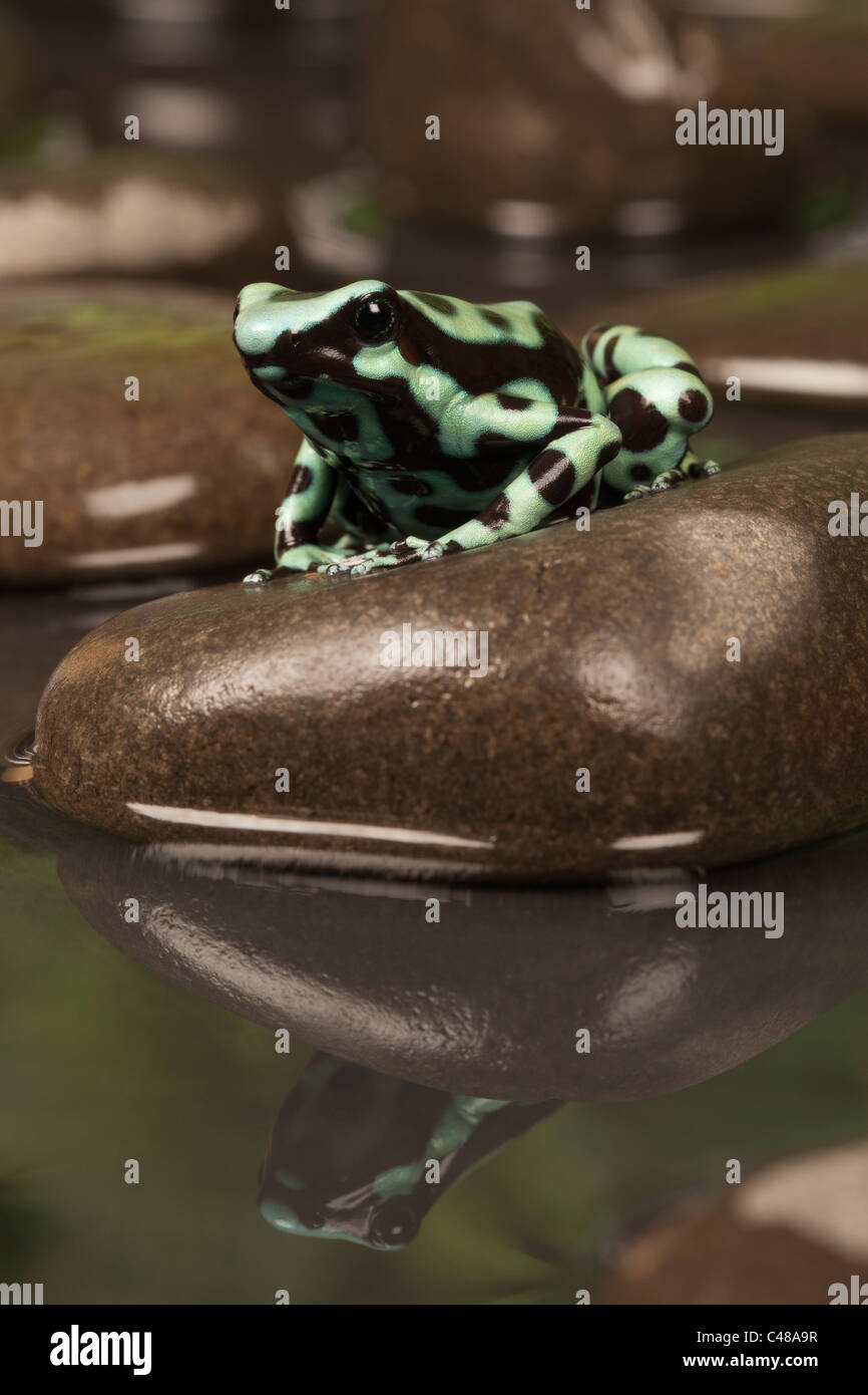 Noir et vert poison dart frog [dendrobates auratus] sur un rocher avec reflet dans l'eau, portrait Banque D'Images
