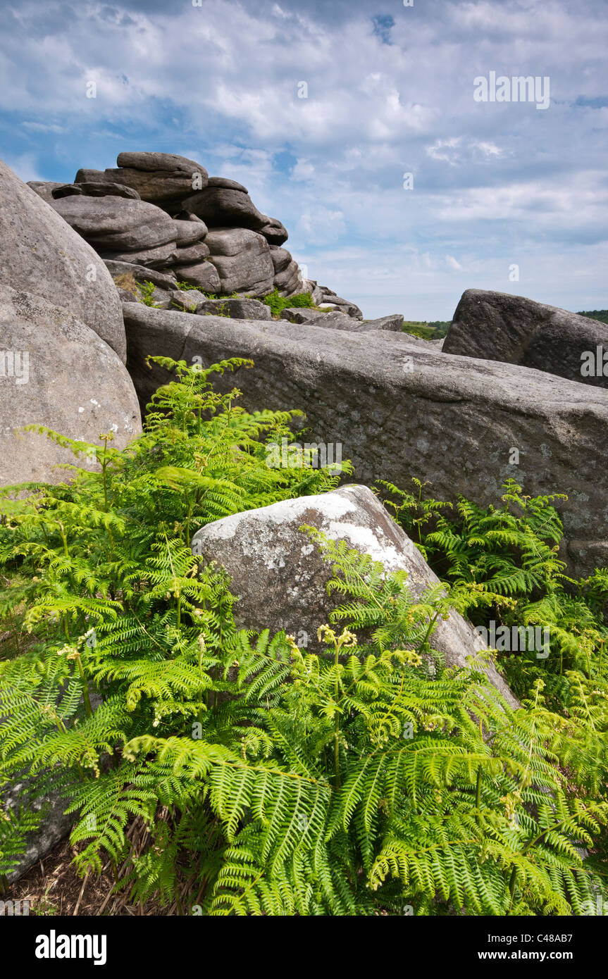 Les roches et les jeunes fougères vert à Owler Tor, le Peak District, Derbyshire, juin 2011. Banque D'Images