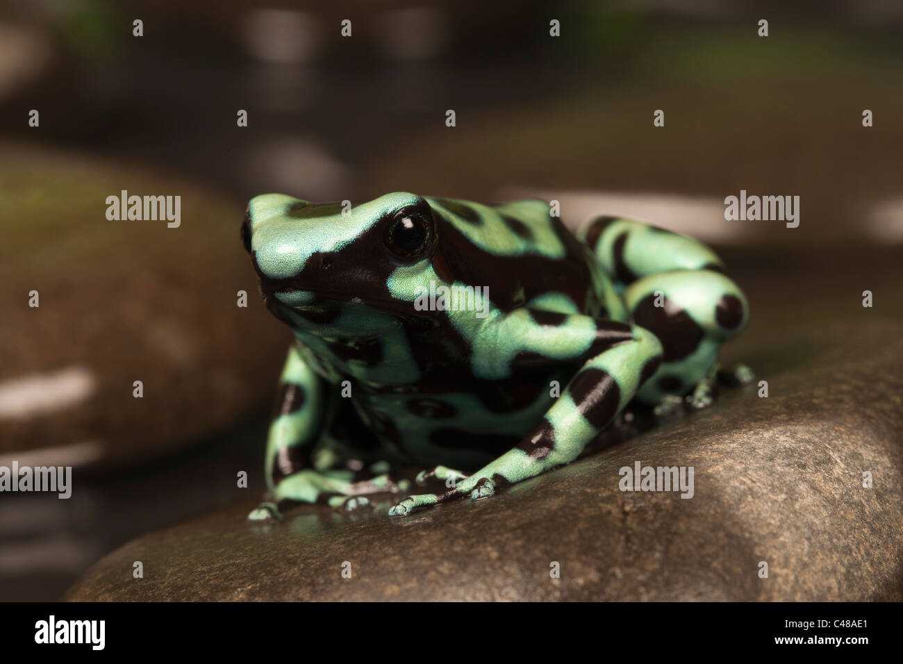 Noir et vert poison dart frog [dendrobates auratus] sur un rocher dans l'eau, portrait Banque D'Images