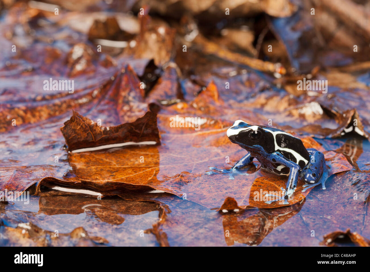 La teinture dart frog [dendrobates tinctorius] dans l'eau, portrait Banque D'Images