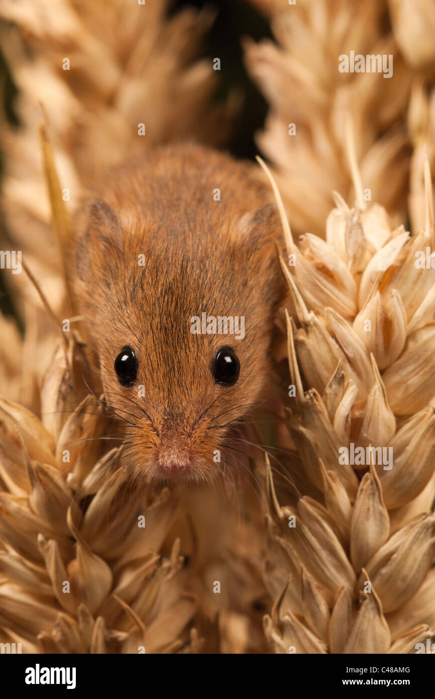 Micromys minutus [souris] dans la récolte de céréales de blé, portrait Banque D'Images