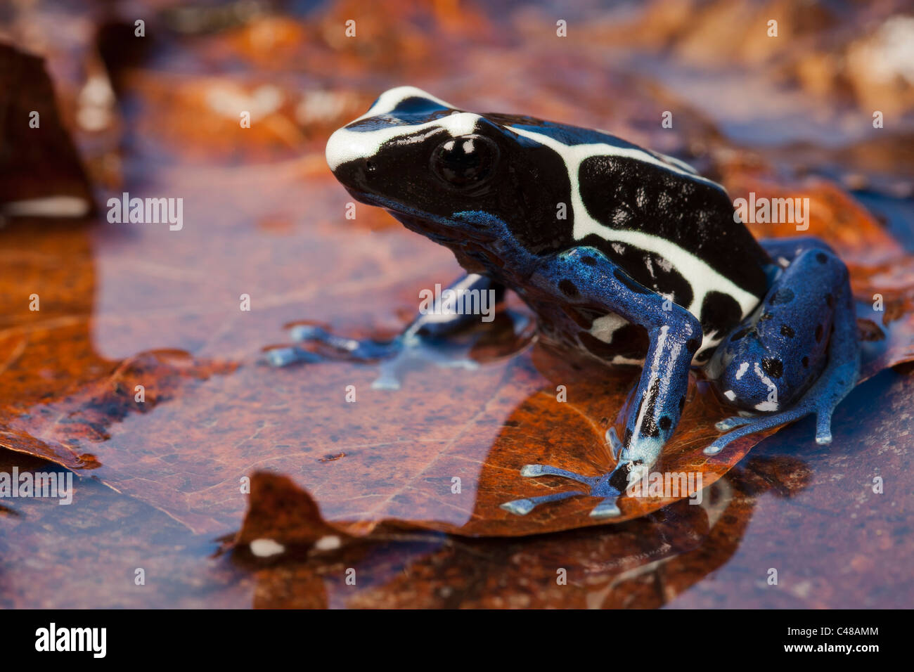 La teinture dart frog [dendrobates tinctorius] dans l'eau, portrait Banque D'Images