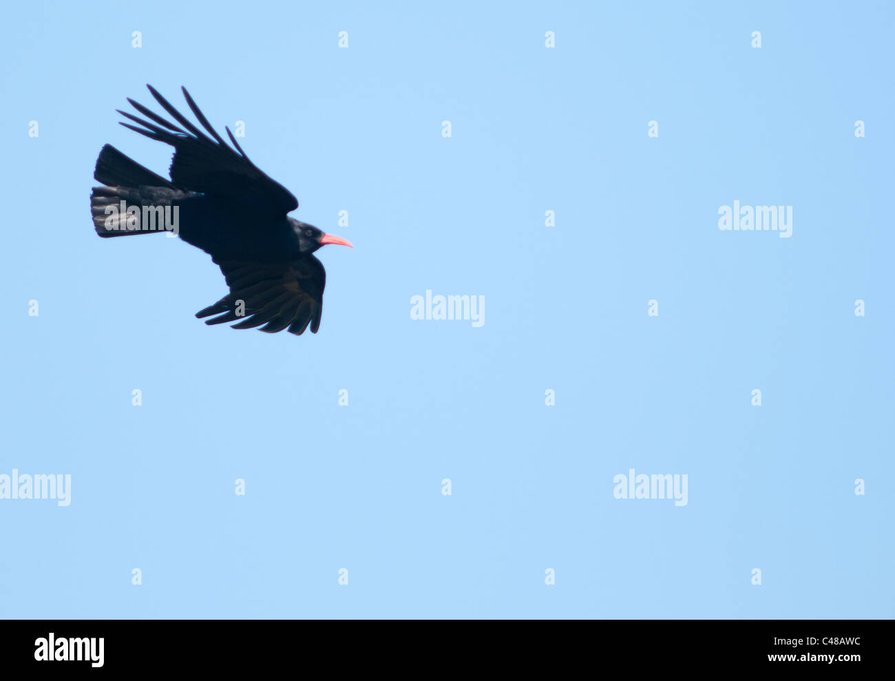 (Pyrrhocorax pyrrhocorax Chough) en vol sur fond de ciel bleu, Pembrokeshire, Pays de Galles Banque D'Images