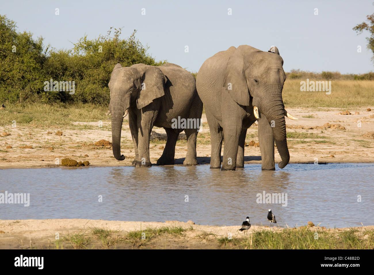 Afrikanische Elefanten (Loxodonta africana) beim Trinken suis natürlichen Wasserloch, Savuti, Botswana, Afrika Banque D'Images
