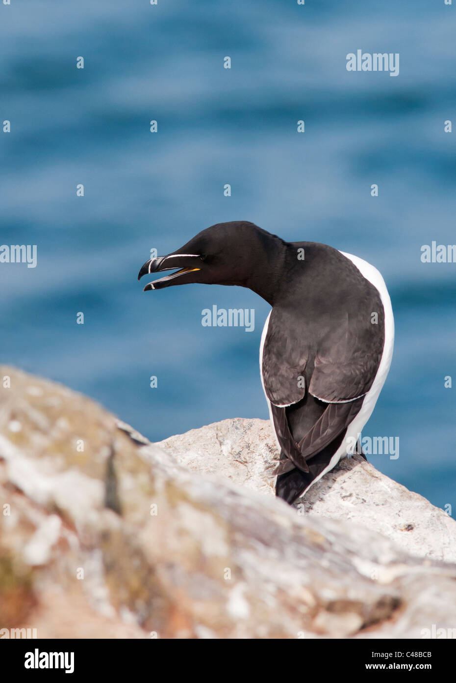 Perché Petit pingouin (Alca torda) sur l'île de Skomer béants, Pembrokeshire, Pays de Galles Banque D'Images