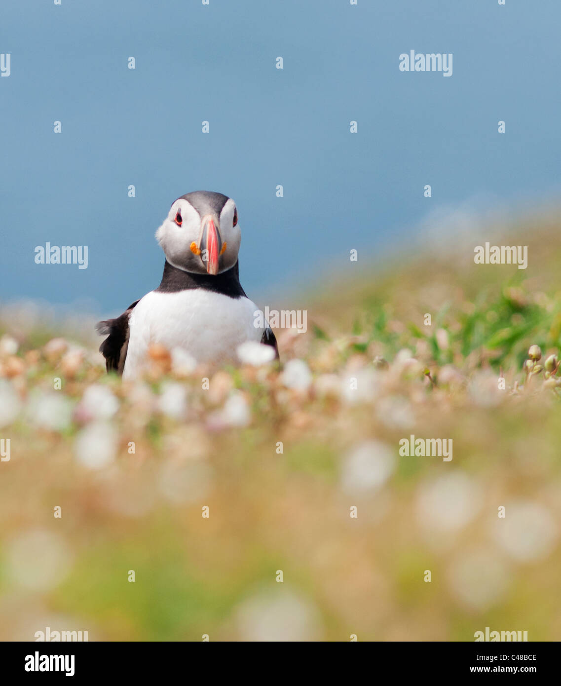 Perché Macareux moine (Fratercula arctica) sur Skomer Island au large de la côte du Pembrokeshire au Pays de Galles Banque D'Images