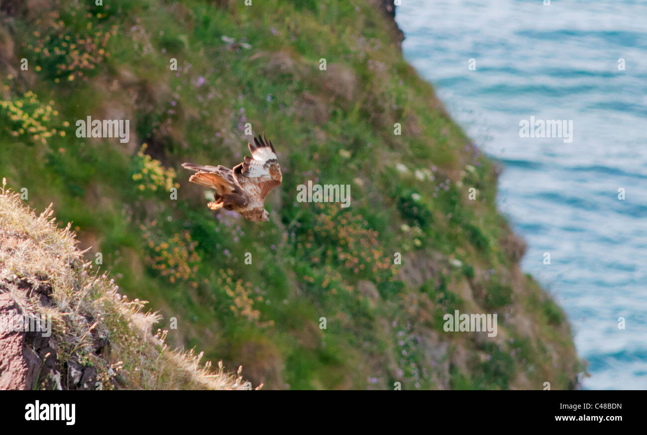 Buse variable (Buteo buteo) décoller de falaise la perche dans la recherche de proies Banque D'Images
