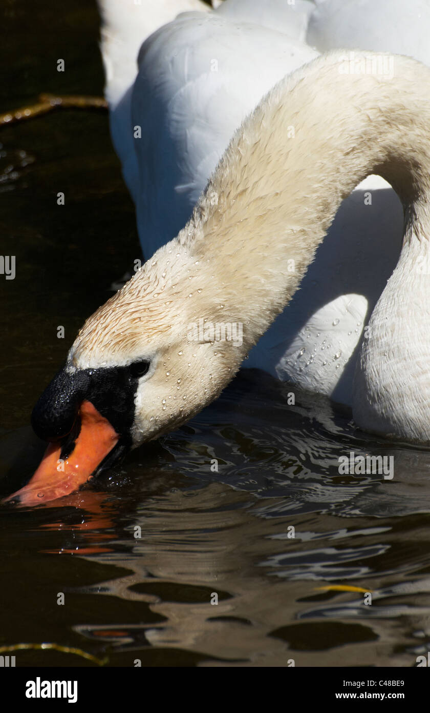 Un cygne d’alimentation Banque D'Images