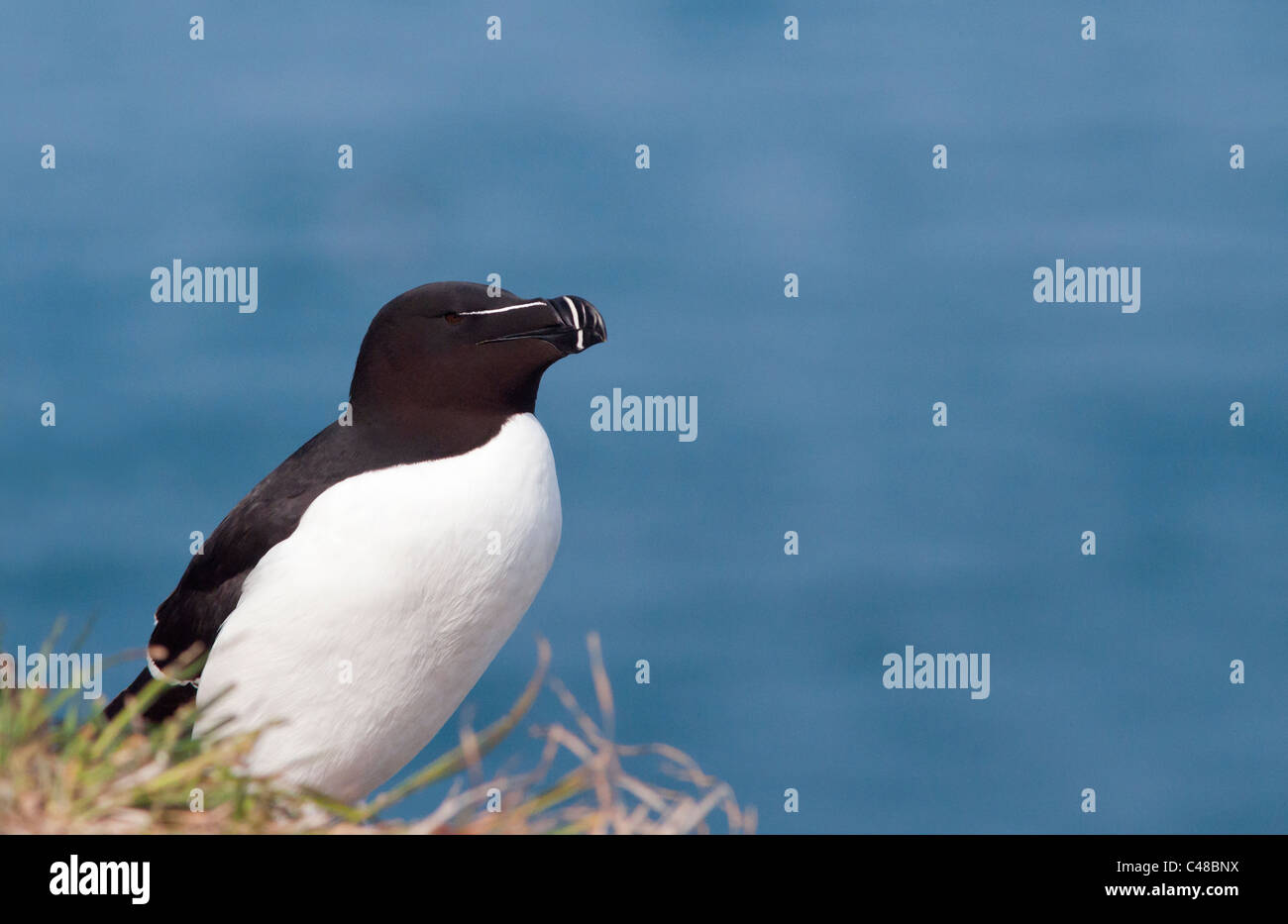 Perché Petit pingouin (Alca torda) sur l'île de Skomer, Pembrokeshire, Pays de Galles Banque D'Images