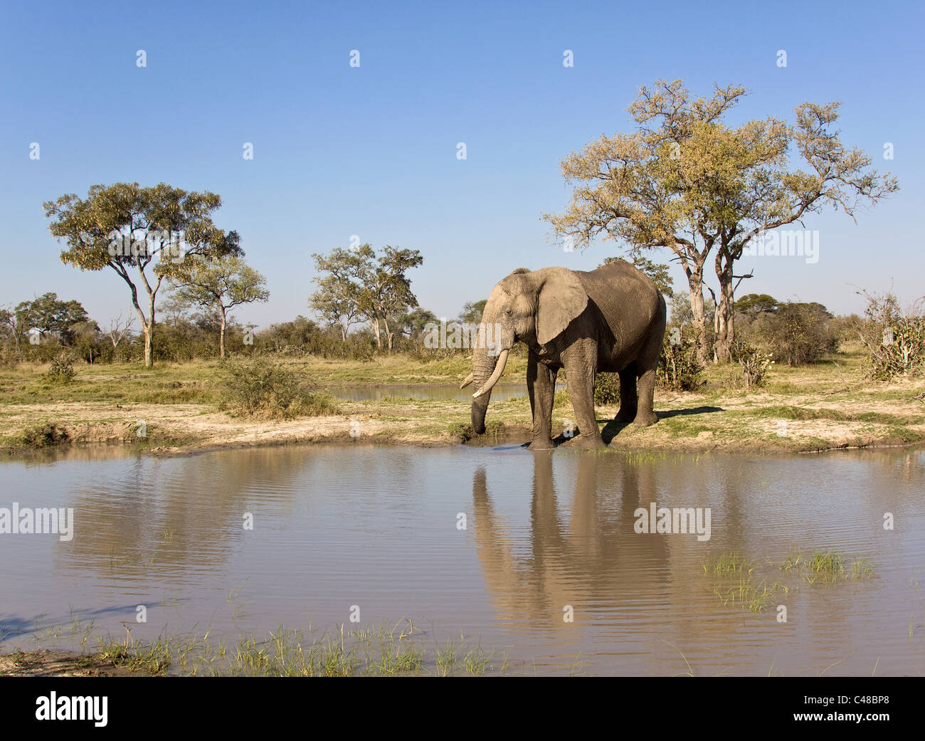 Afrikanischer Elefant (Loxodonta africana) suis natürlichen Wasserloch, Savuti, Botswana, Afrika Banque D'Images