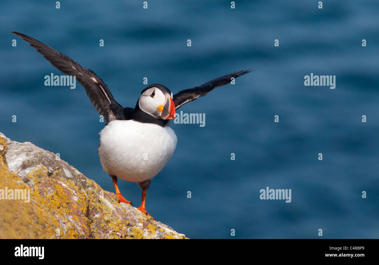Perché sur l'île de Skomer Macareux de l'Atlantique au large de la côte du Pembrokeshire au Pays de Galles Banque D'Images