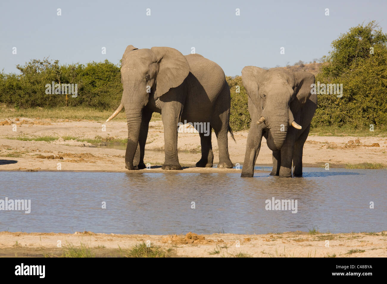 Afrikanische Elefanten (Loxodonta africana) beim Trinken suis natürlichen Wasserloch, Savuti, Botswana, Afrika Banque D'Images