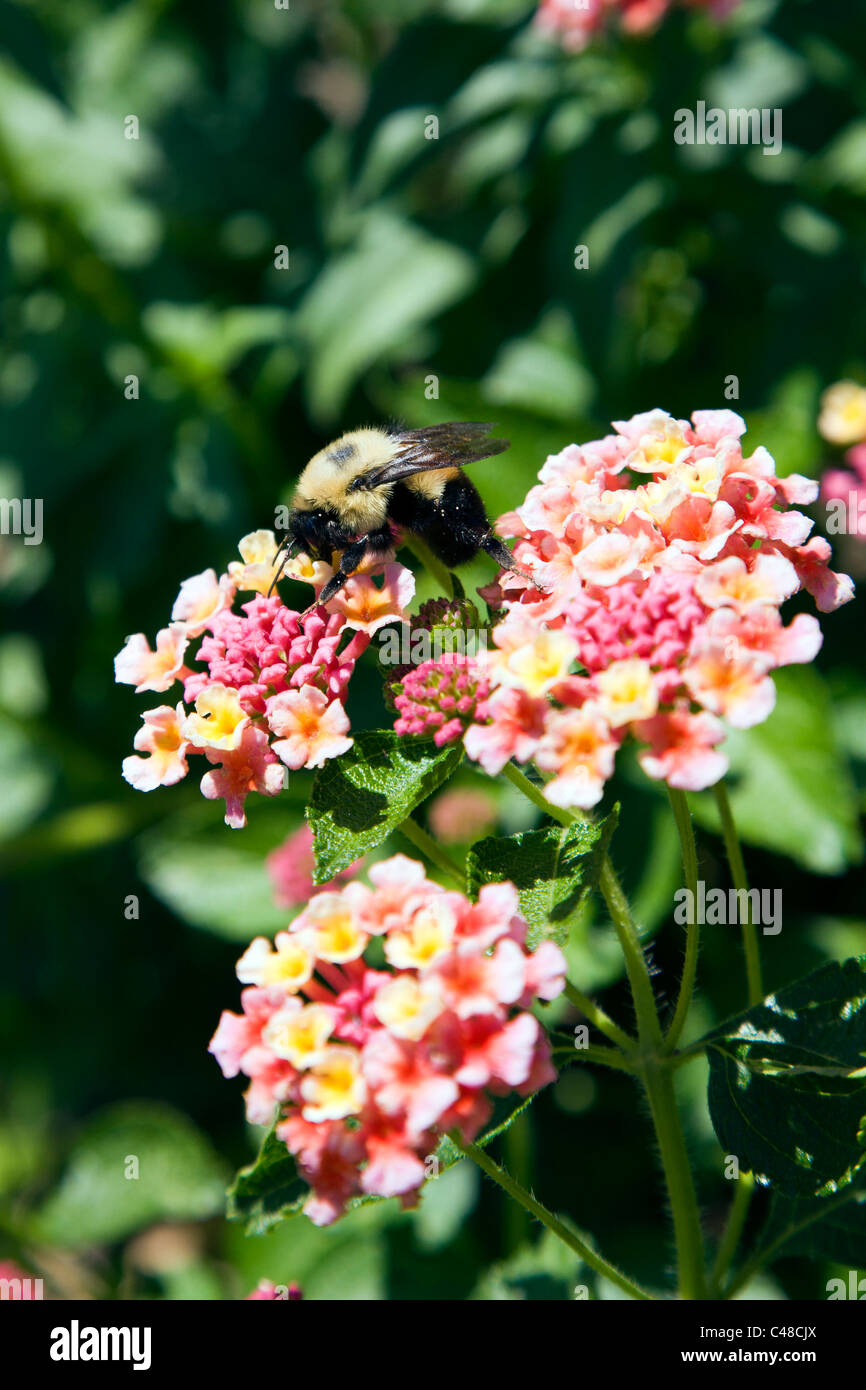 Abeille pollinisant une bulle commune Lantana (Verbena) famille fleur, dans les jardins au Magnolia Plantation & Jardins, Charleston, SC Banque D'Images