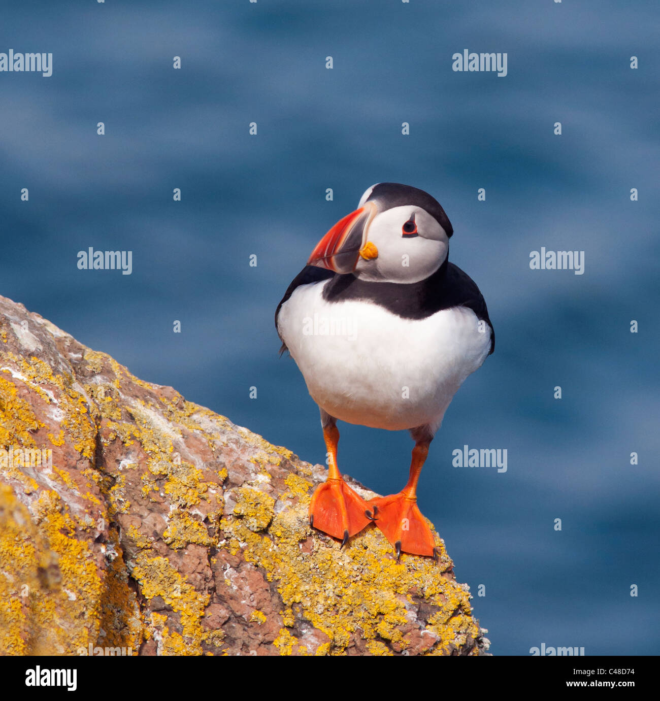 Perché sur l'île de Skomer Macareux de l'Atlantique au large de la côte du Pembrokeshire au Pays de Galles Banque D'Images