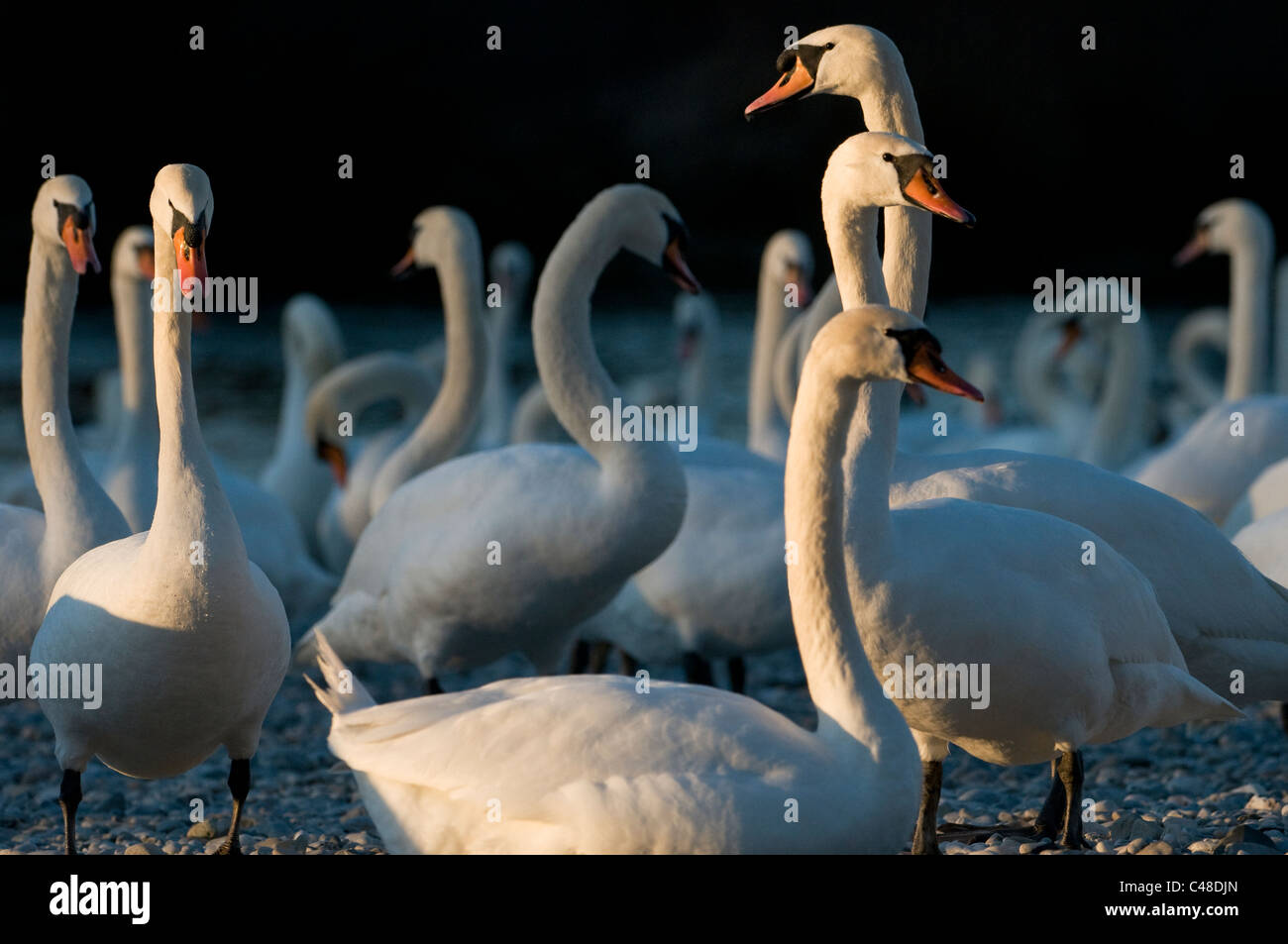 , Hoekerschwaene balzende, Cygnus olor, affichage de cygne muet, l'Isar, Muenchen, Munich, Allemagne, Allemagne Banque D'Images