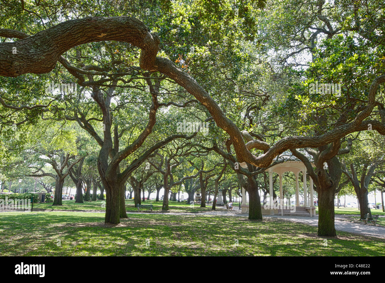 Chênes vivent dans le Battery Park, au sud de la péninsule dans la ville historique de Charleston, SC, États-Unis d'Amérique Banque D'Images