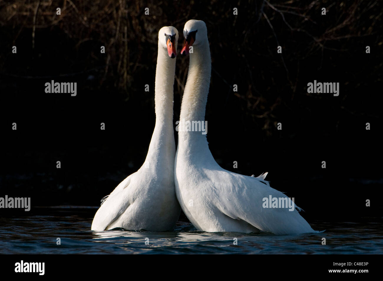 , Hoekerschwaene balzende, Cygnus olor, affichage de cygne muet, l'Isar, Muenchen, Munich, Allemagne, Allemagne Banque D'Images