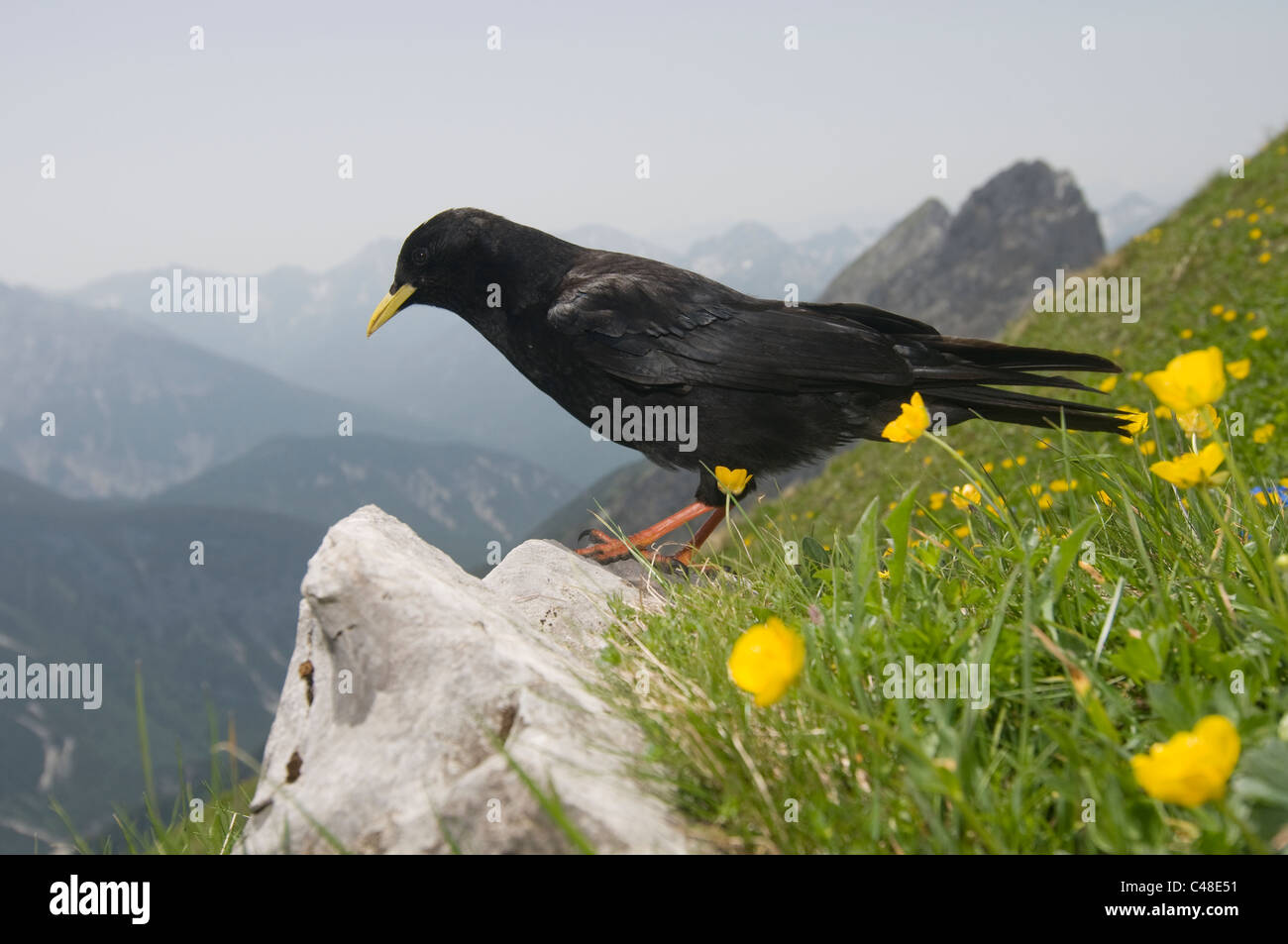 Pyrrhocorax graculus, Alpendohle, Alpine Chough, Braunschweiger Karwendelspitze, Mittenwald, Bayern, Bavière, Allemagne, Allemagne Banque D'Images