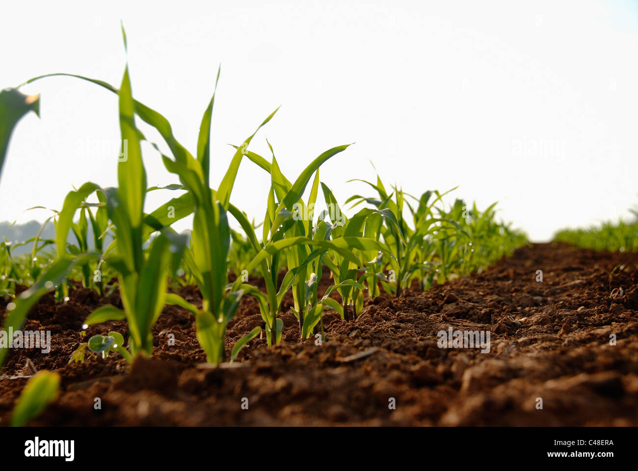 Rosée du matin s'évapore au large de jeunes plantules de maïs au début de l'été, Georgia, USA Banque D'Images