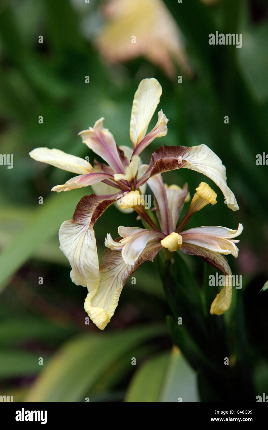 Iris foetidissima AGM Banque D'Images