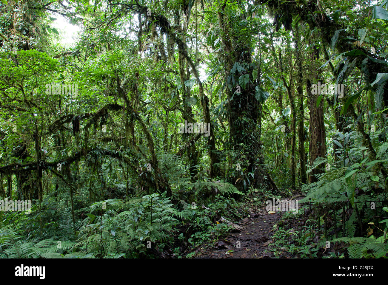 Préserver la forêt de nuages de Santa Elena. Costa Rica Photo Stock - Alamy