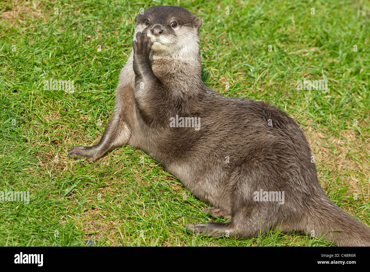 Otter ( Aonyx cinerea ) whispering ou salué Banque D'Images
