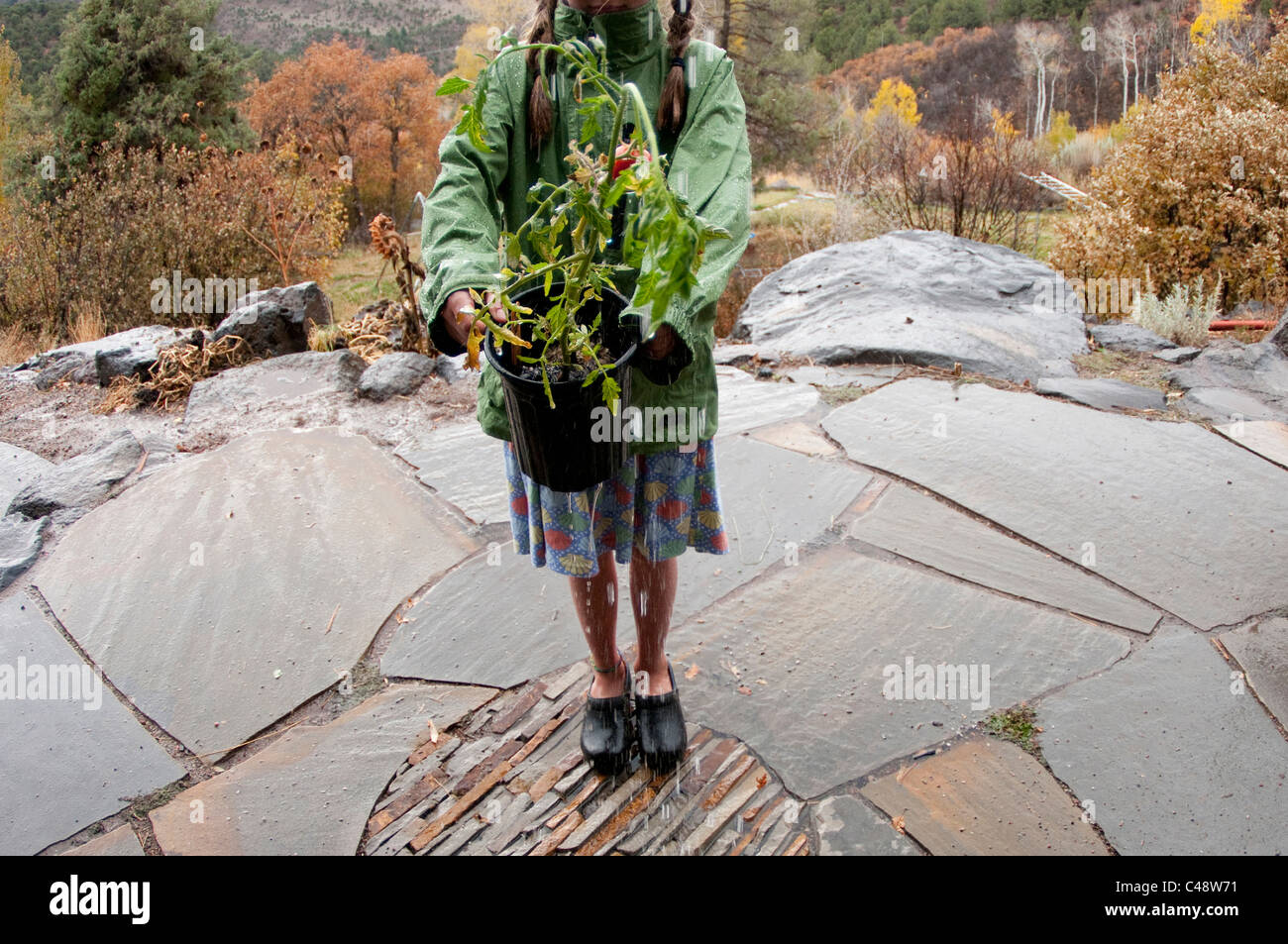 Les eaux d'une fille un plant de tomate sous la pluie sur un patio dallé en dehors de sa maison du Colorado à l'automne. Banque D'Images