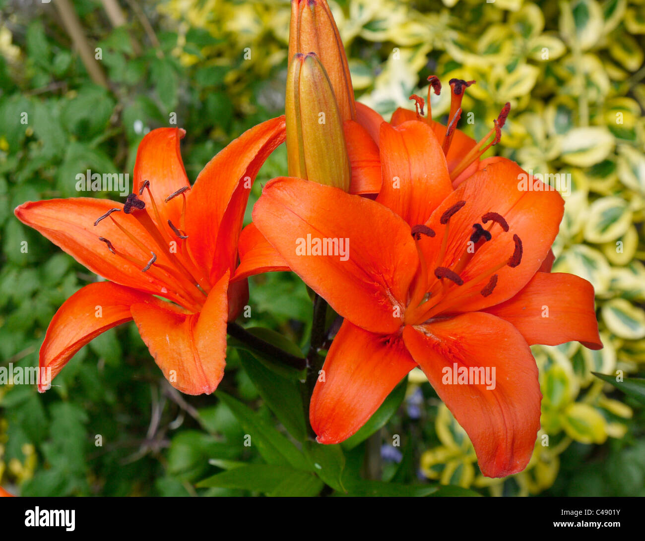 Lilium lys orange superbe Banque D'Images