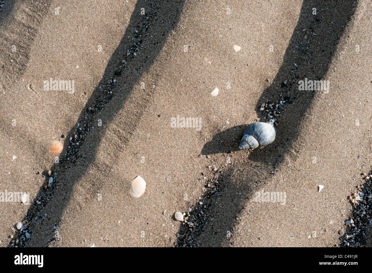 Les ondulations de sable à marée basse avec le nom scientifique, le pourpre Nucella lapillus Somerset England UK Royaume-Uni GB Gréa Banque D'Images