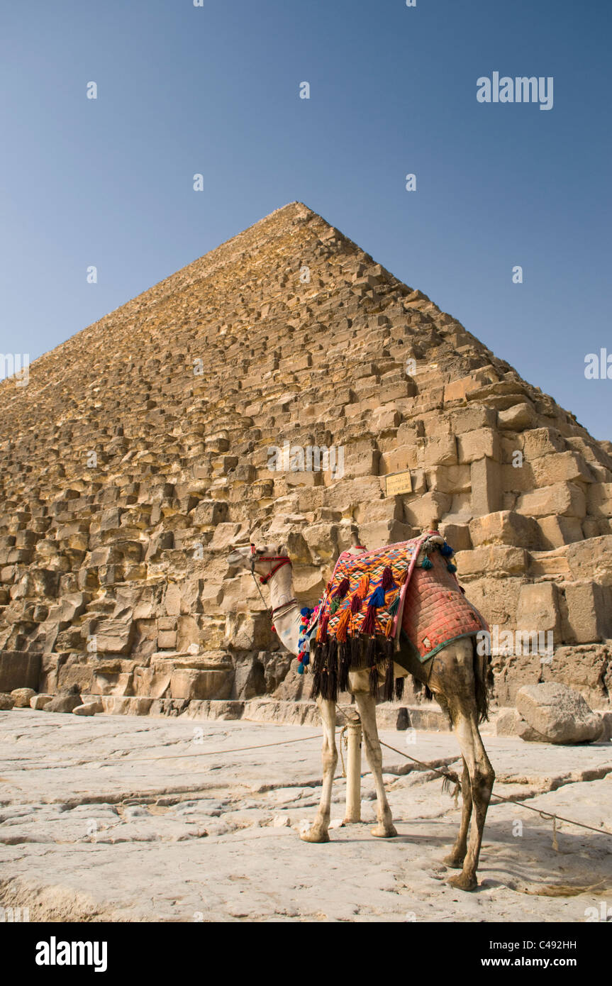 Un chameau en face des pyramides de Gizeh Banque D'Images