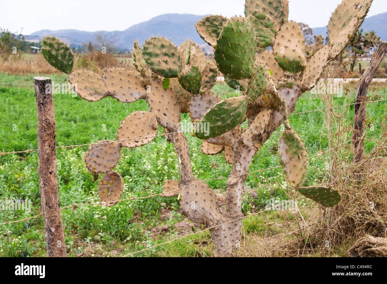 Oponce de l'Est pousse le long de la clôture à côté d'un champ d'une récolte de riz près de Mascota, au Mexique. Banque D'Images