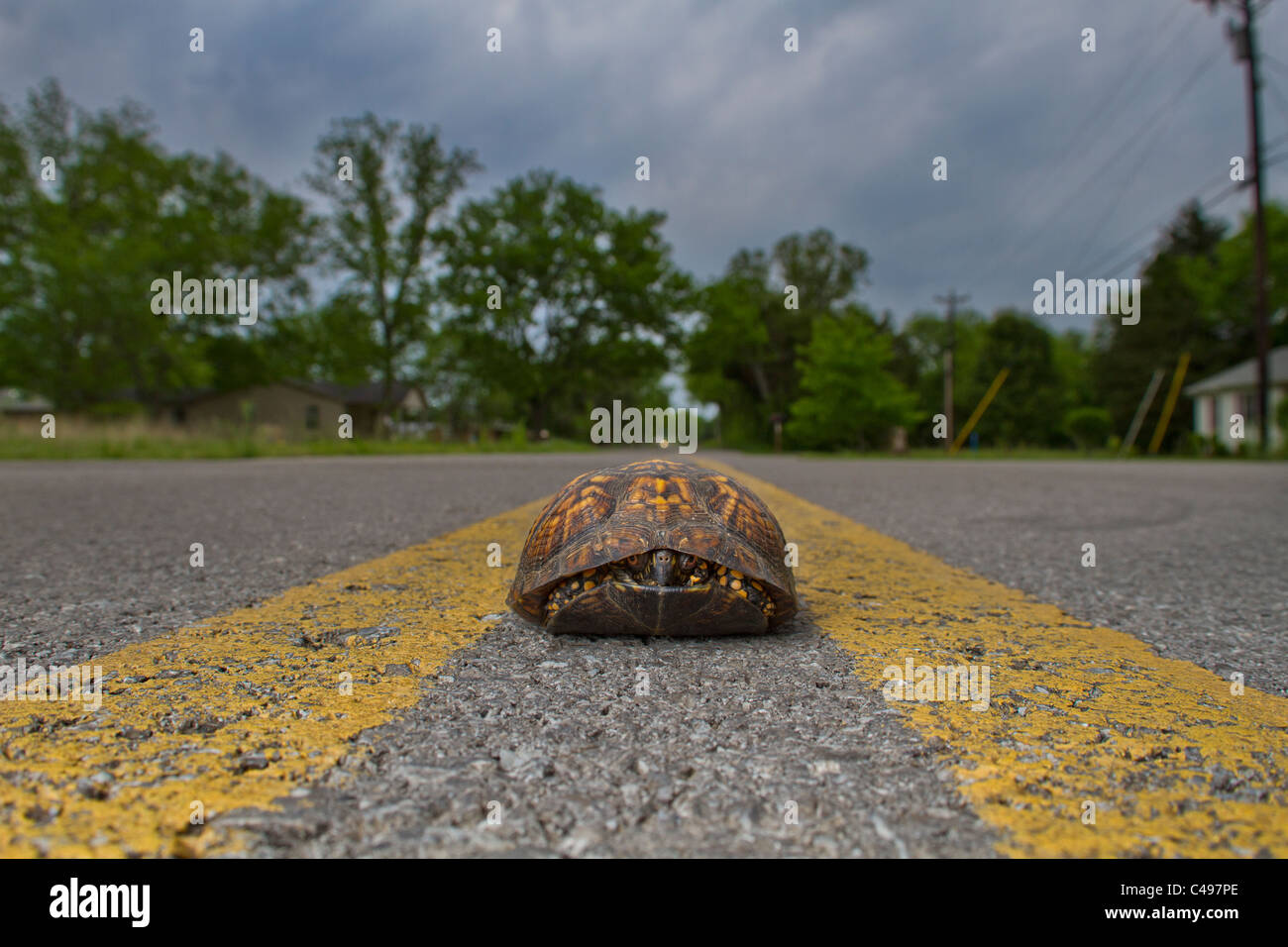 Une tortue boîte traversant une route rurale Banque D'Images