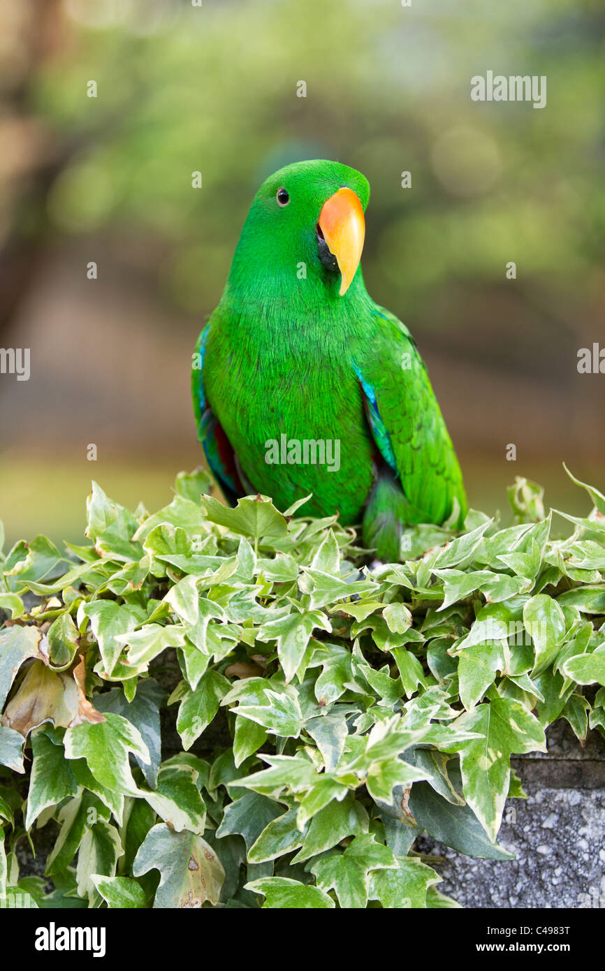 Un perroquet eclectus assis sur un mur couvert de lierre Banque D'Images