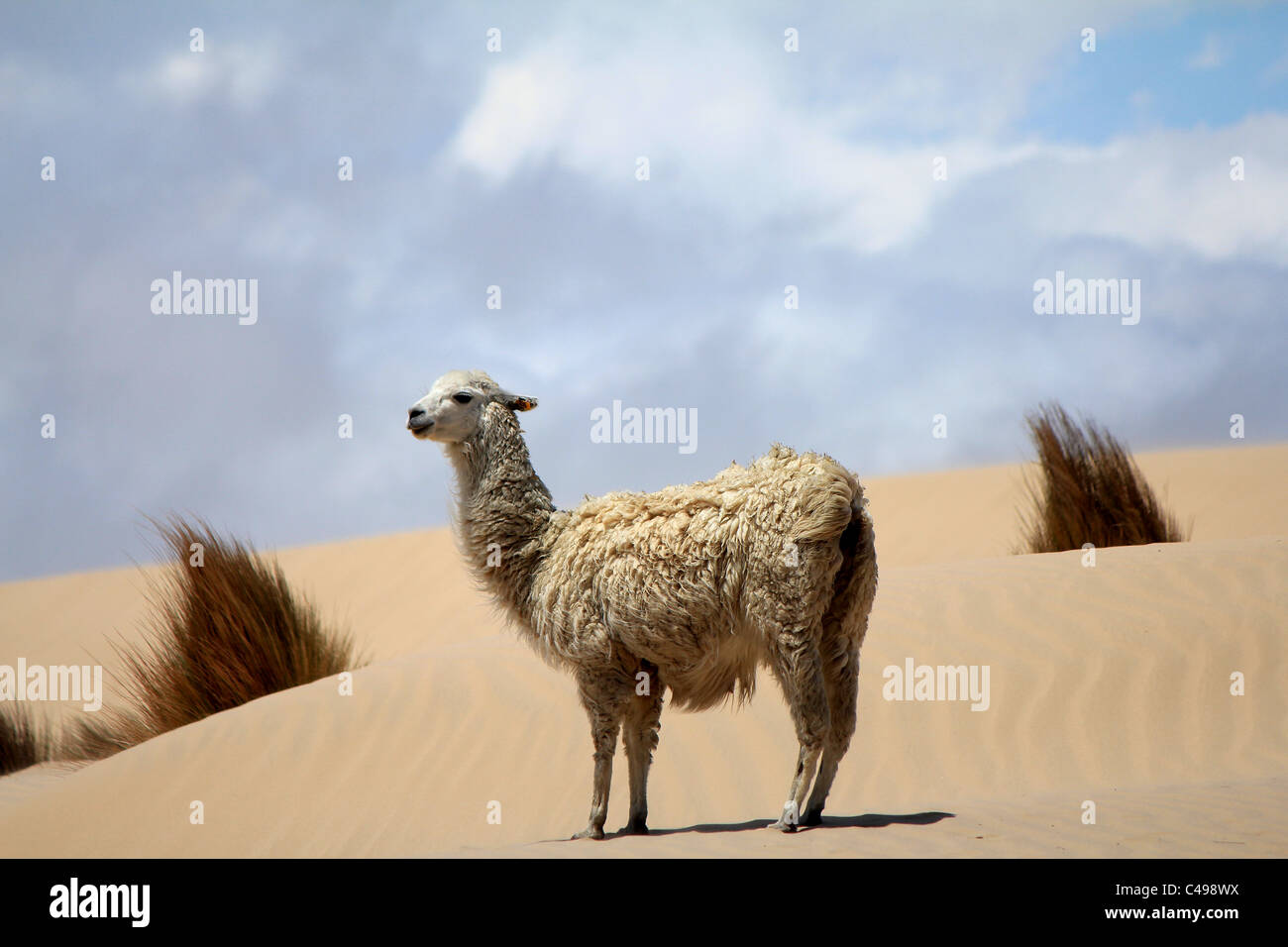 Lamas et dunes de sable de l'Arenales dans la Reserva de Sama zone protégée, Tarija, Bolivia Banque D'Images