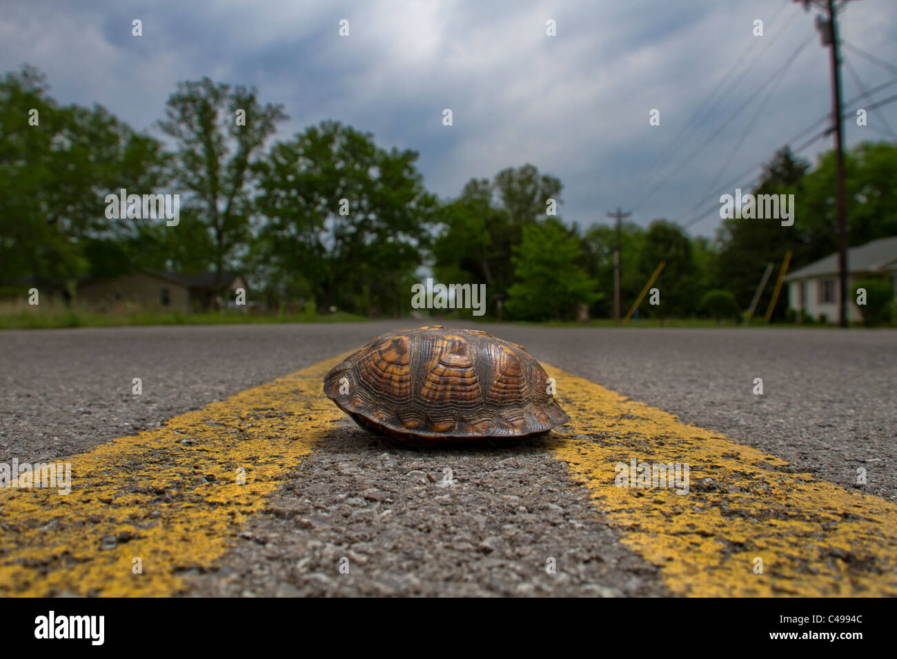 Une tortue boîte traversant une route rurale Banque D'Images