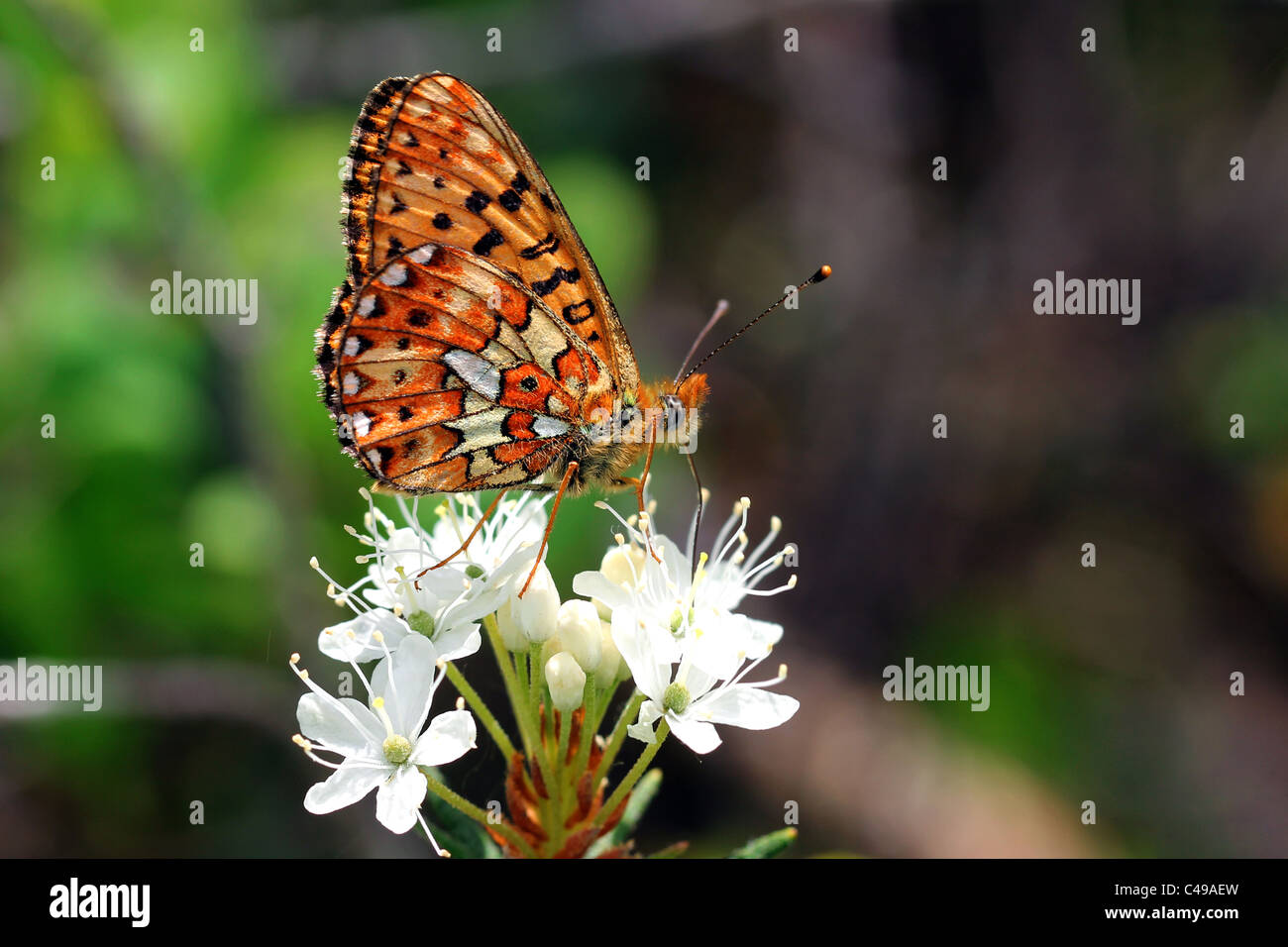 Boloria euphrosyne, Pearl-Bordered Fritillary Rhododendron Tomentosum sur Banque D'Images