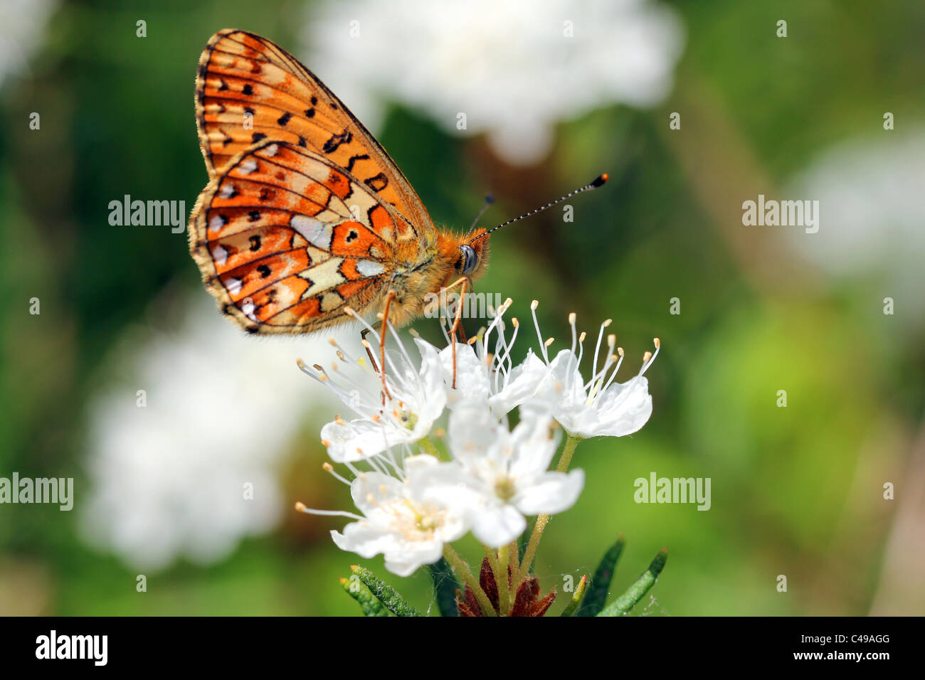 Boloria euphrosyne, Pearl-Bordered Fritillary Rhododendron Tomentosum sur Banque D'Images