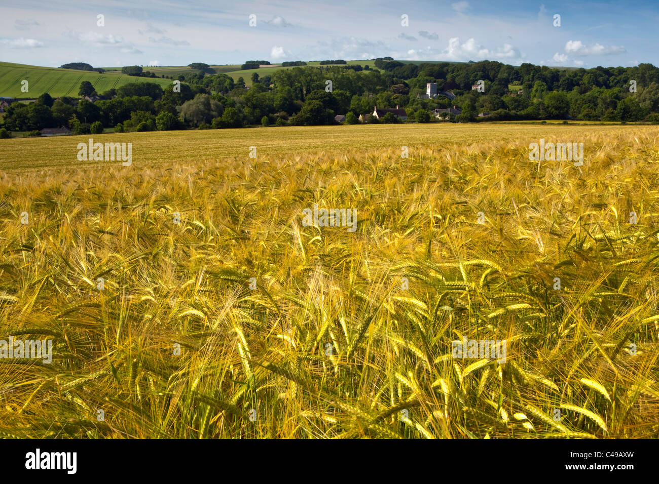 Une vue sur un champ de maïs d'été vers un village anglais dans le Wiltshire Banque D'Images