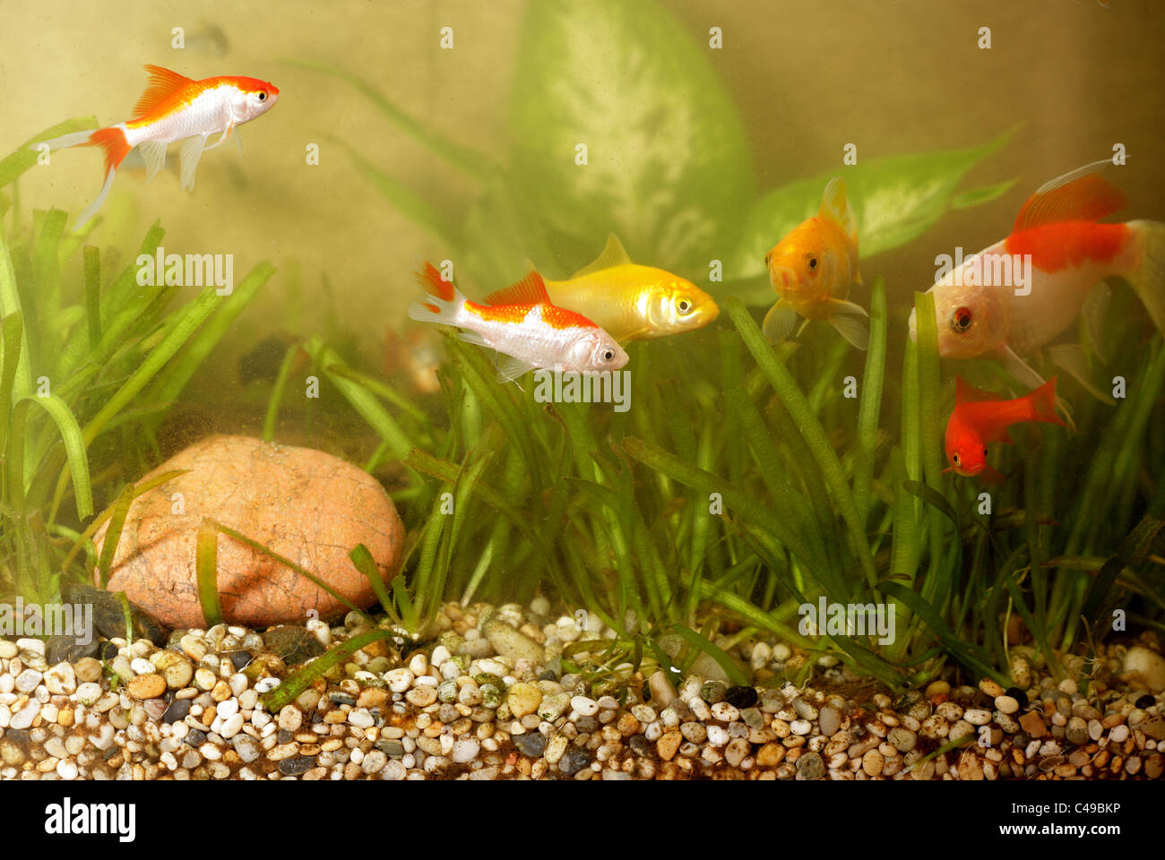 Groupe de poissons rouges adultes de fishtank UK Banque D'Images