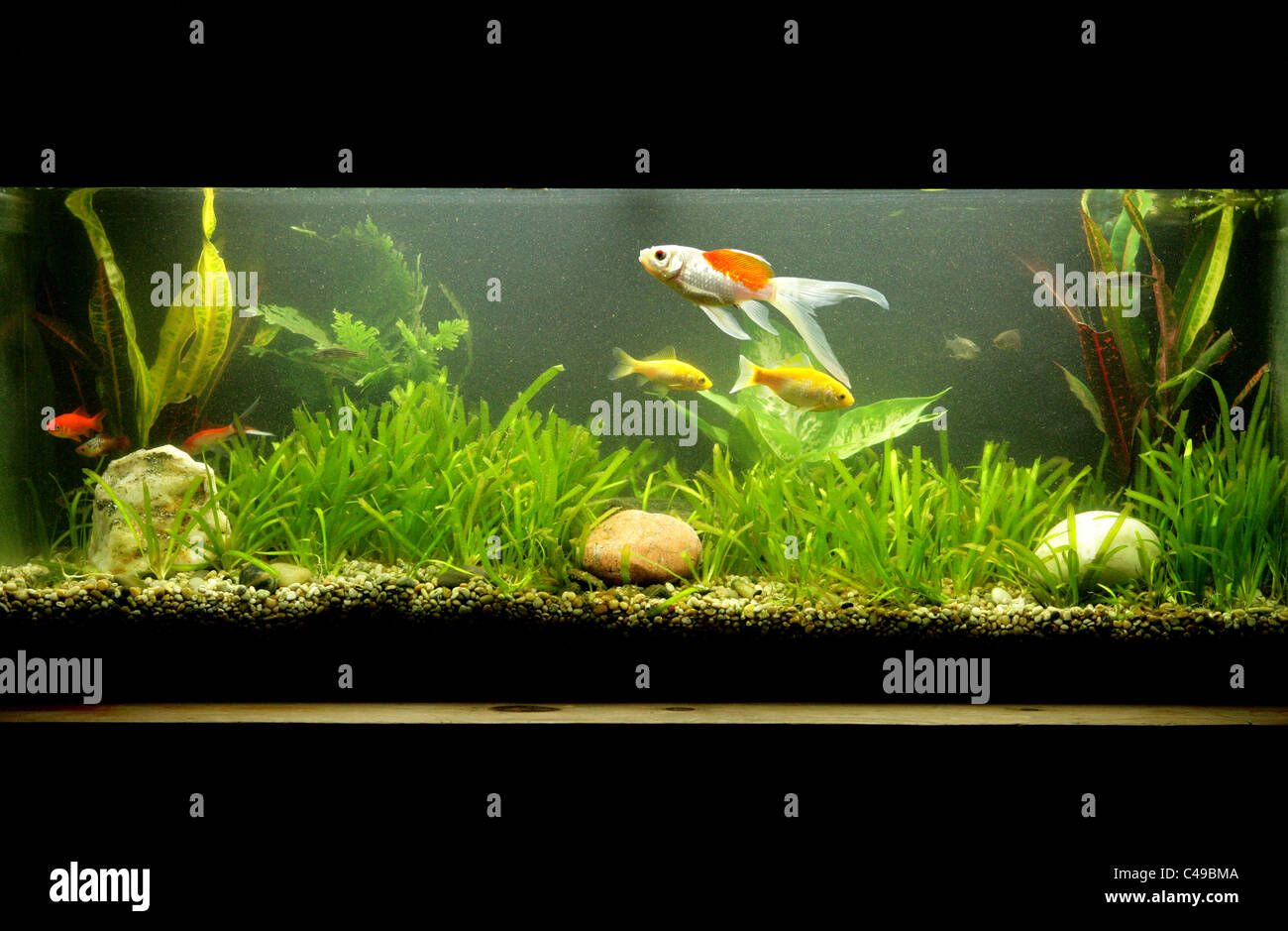 Groupe de poissons rouges adultes de fishtank UK Banque D'Images