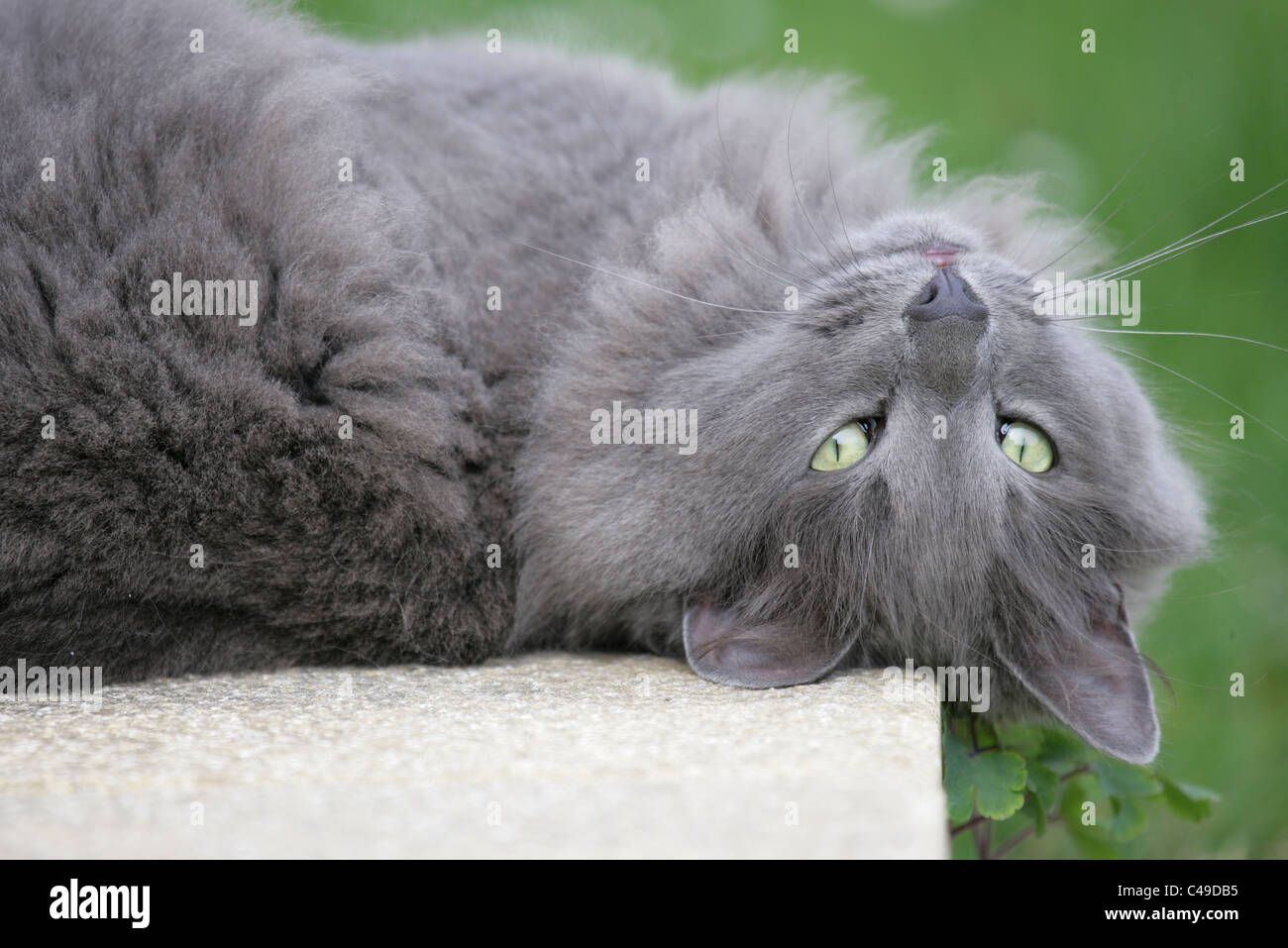 Chat domestique adulte seul fixant dans un jardin au printemps UK Banque D'Images