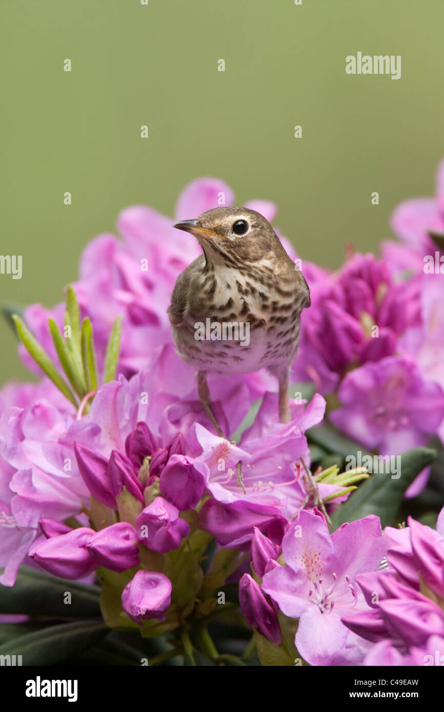 La grive à dos olive se percher dans les fleurs de Rhododendron - verticale Banque D'Images