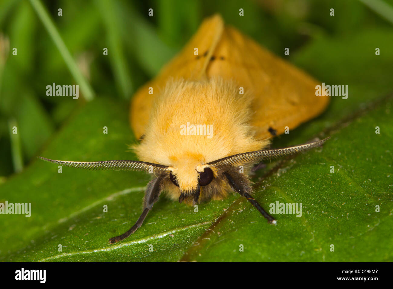 Hermine chamois mâle (Spilosoma luteum) papillon Banque D'Images