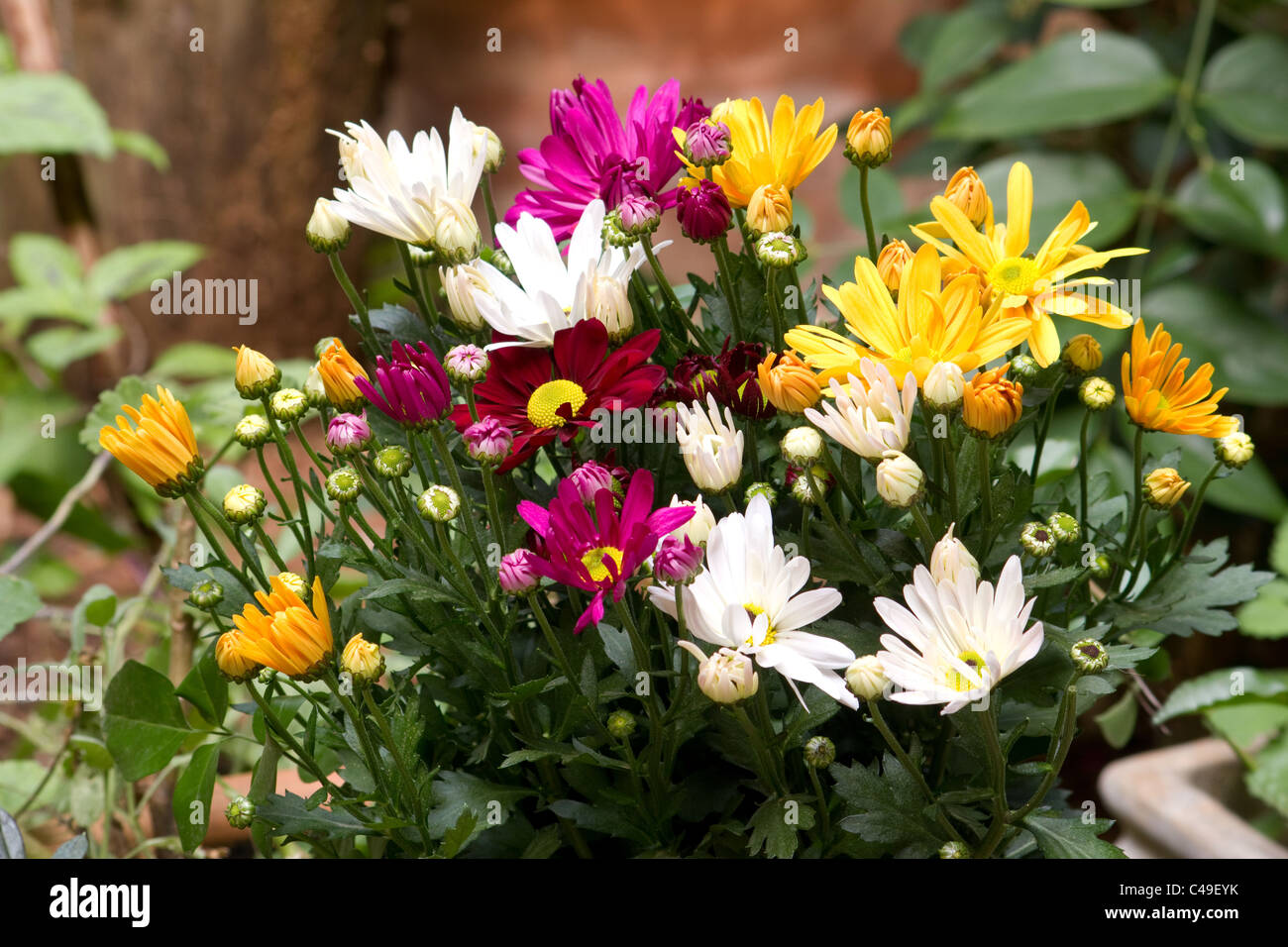 Close up of chrysanthème plantes et fleurs Banque D'Images