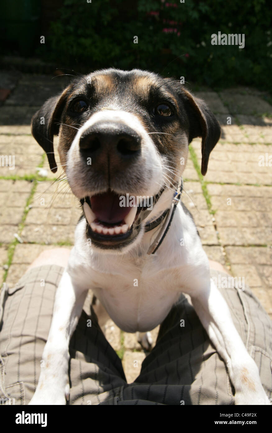 Jack Russell Terrier adulte seul sauter sur aux propriétaires lap UK Banque D'Images