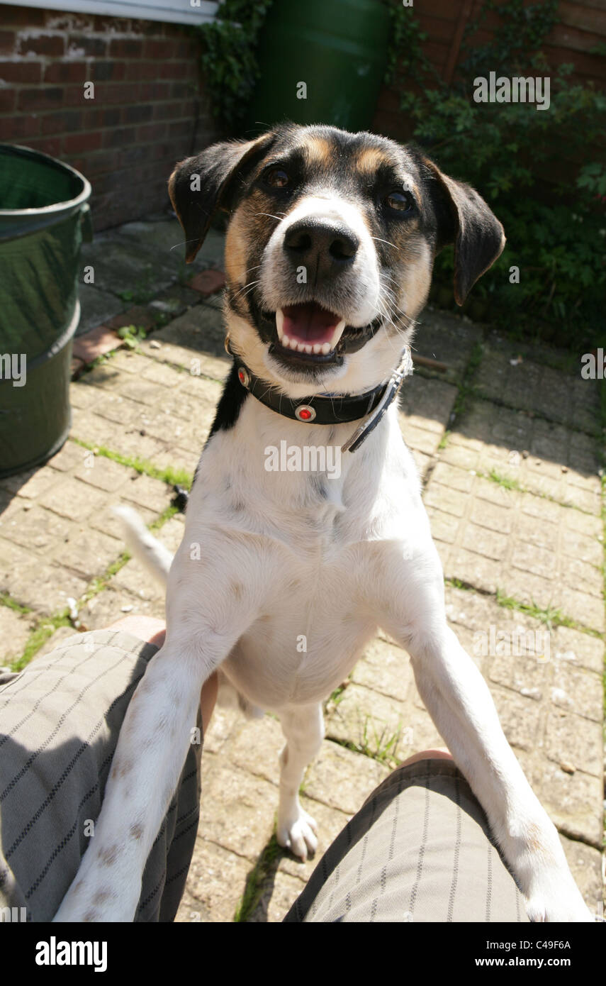 Jack Russell Terrier adulte seul sauter sur aux propriétaires lap UK Banque D'Images
