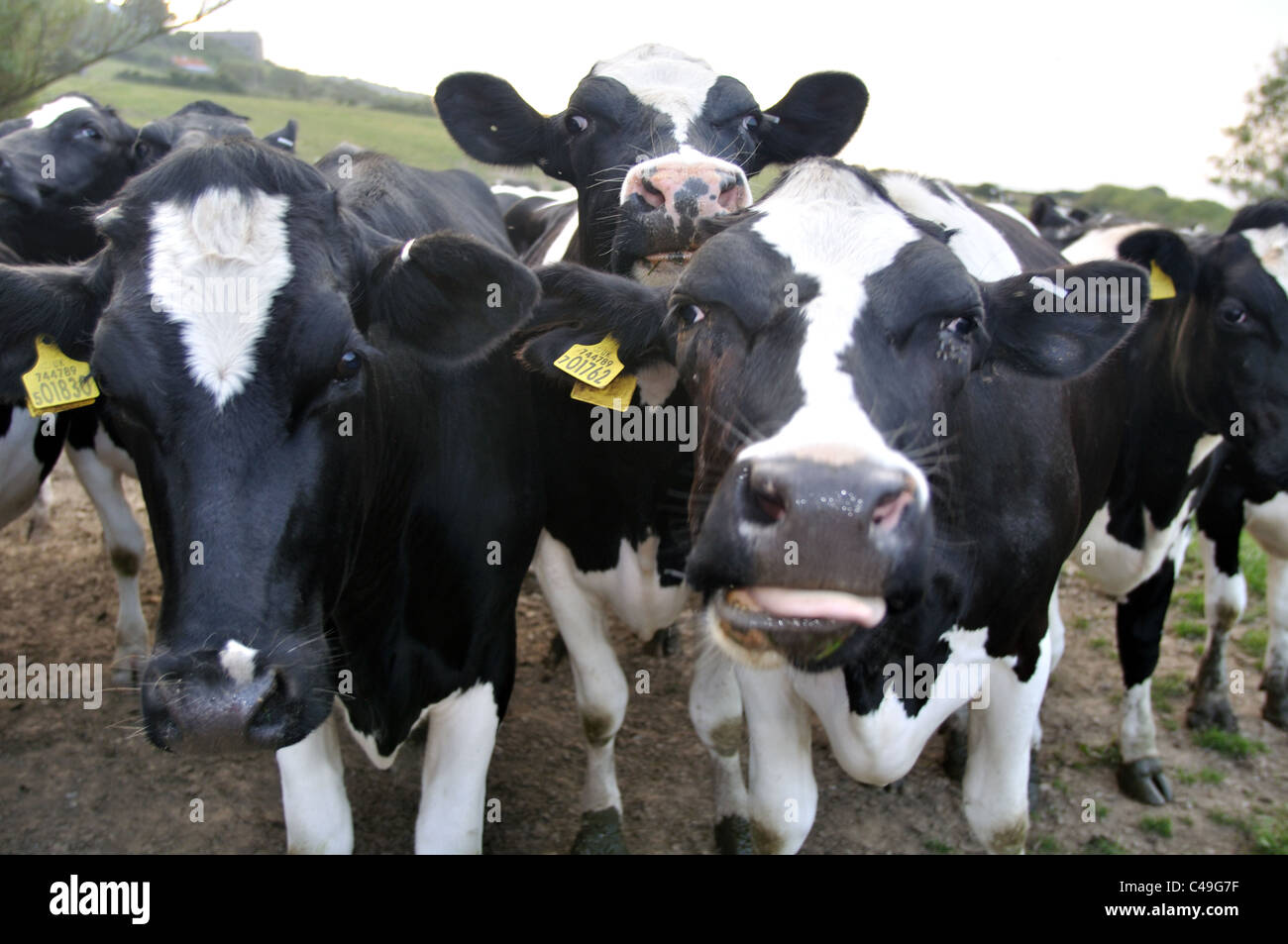 Petit troupeau de vaches Freesian, St Dogmaels, Pembrokeshire, Pays de Galles Banque D'Images